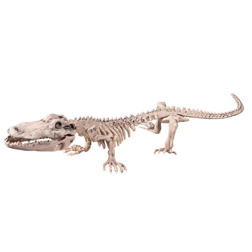 SQUELETTE CROCODILE (Dimension 16 x 50 cm)