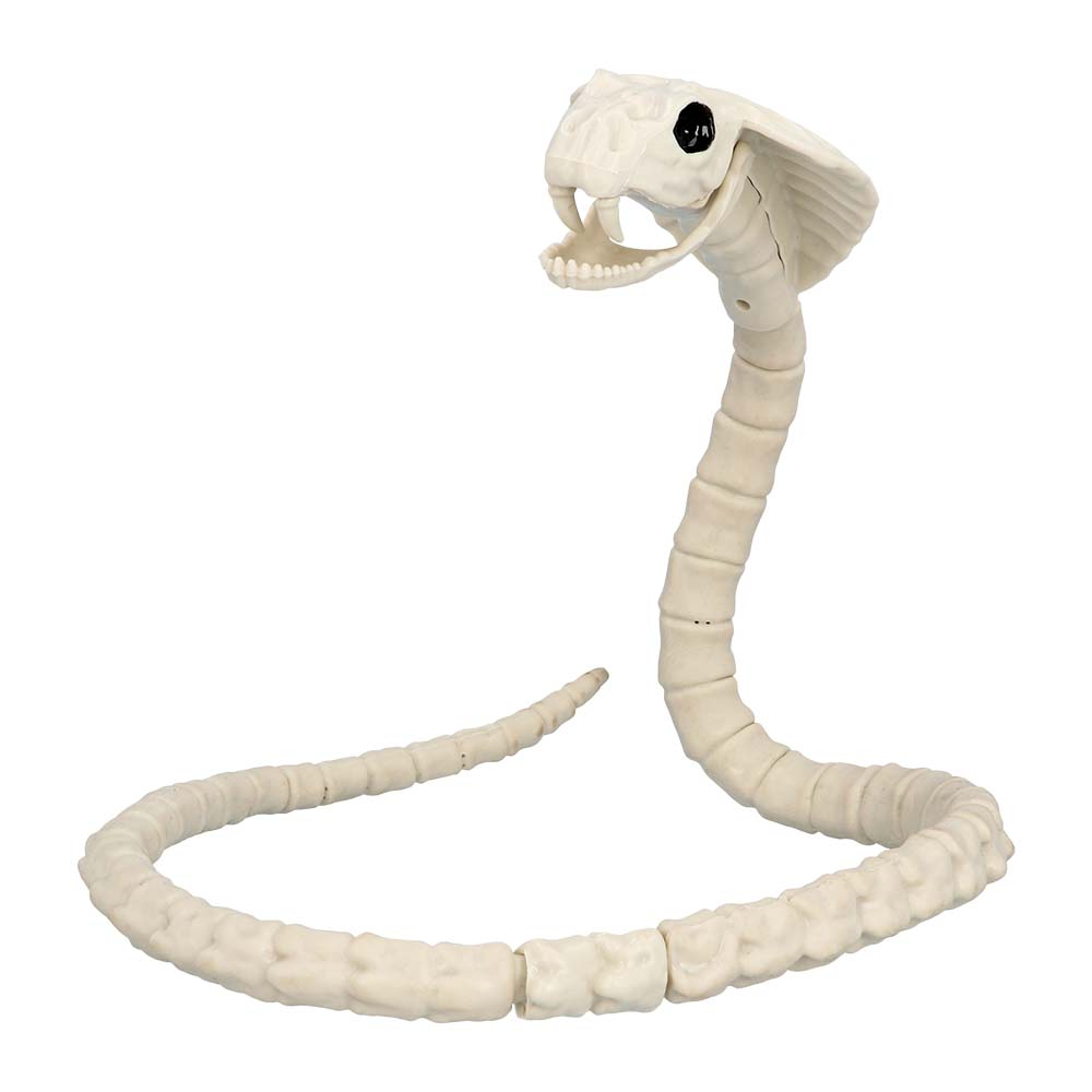 SQUELETTE SERPENT (Dimension 102 cm)