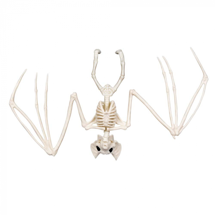 SQUELETTE CHAUVE SOURIS (Décoration 30 cm)