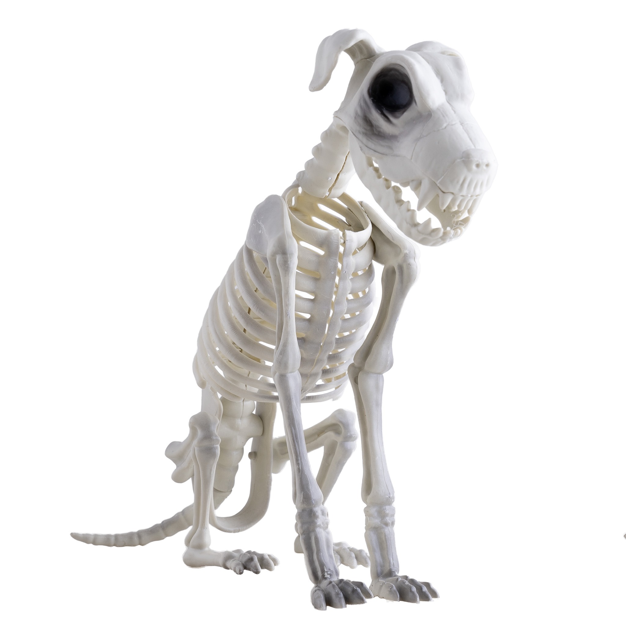 SQUELETTE DE CHIEN 43 cm – Image 1